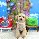 トイプードル　アディーちゃん