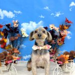 ヨークシャーテリア　ショコラくん