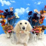 カニンヘンダックス　くうちゃん　シルクパック