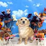 チワックス　みくちゃん　シルクパック