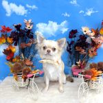 チワワ　のんちゃん　シルクパック