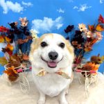 コーギーｘチワワ　もねちゃん　シルクパック