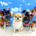 チワワ　まおくん　シルクパック