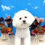 ビションフリーゼ　ラデュレくん