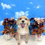 ヨーキーｘマルチーズ　　リブくん