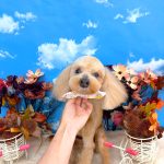 トイプードル　フォルテくん