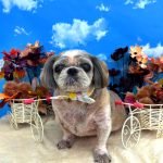 シーズー犬　陽斗くん