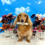 ダックスフンド　マナちゃん　炭酸入浴