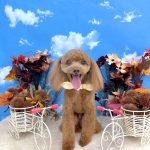 タイニープードル　ちくわくん　炭酸泉入浴　ハーブパック