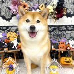 柴犬　ナツちゃん