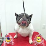 フレンチブルドッグ　　　ハルちゃん