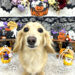 ダックスフンド　クーちゃん