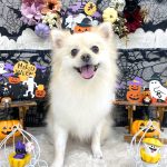 ポメラニアン　プー助くん