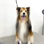 シェルテイー　アムくん