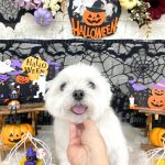 マルチーズ　シロくん