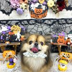 チワワｘプチブラバンソン　もずくちゃん