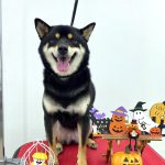 柴犬　はるちゃん