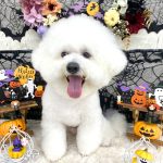 ビションフリーゼ　ゆきくん