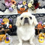 ペキニーズ　まめちゃん