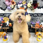 トイプードル　キャンディーちゃん