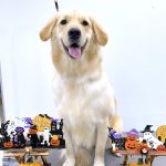 ゴールデン・レトリーバー　ナナちゃん