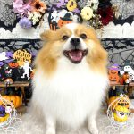 ポメラニアン　ルイくん