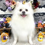 ポメラニアン　ムギくん