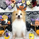 パピヨン　雄真くん