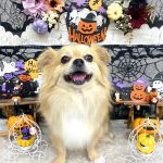 チワワ　あずきくん