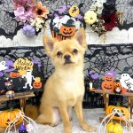 チワワ　はくくん