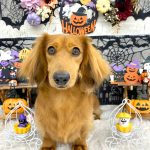 ミニュチュアダックス　チョコくん