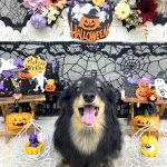 ダックスフンド　ダックスちゃん