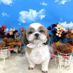 シーズー　マフィンちゃん
