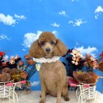 トイプードル　むぎちゃん