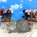 ねこ　サイベリアン　ソラちゃん