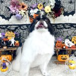 狆　福丸くん