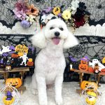 トイプードル　いぶくん