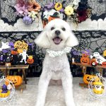 トイプードル　くぅくん