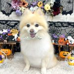 ポメラニアン　こうめちゃん