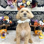 マルプー　むぎくん