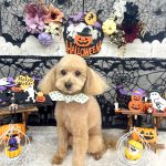 トイプードル　カプくん