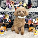 トイプードル　あむちゃん