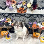 チワワ　めいちゃん