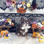 チワワ　つむぎちゃん