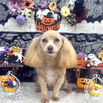 マルプー　海ちゃん