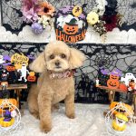 トイプードル　ププちゃん