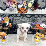 チワワ　空（くぅ）ちゃん