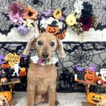 トイプードル　ますみくん