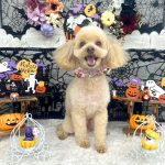 トイプードル　トトちゃん