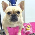 フレンチブルドッグ　ペコちゃん